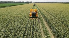 颗粒归仓 甘肃农垦稳住粮食平安“压舱石”